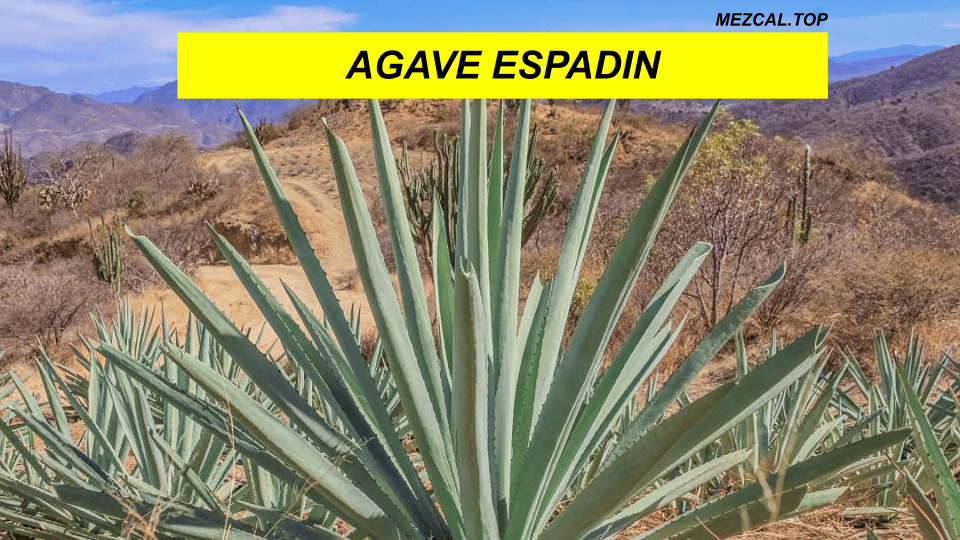 AGAVE ESPADIN