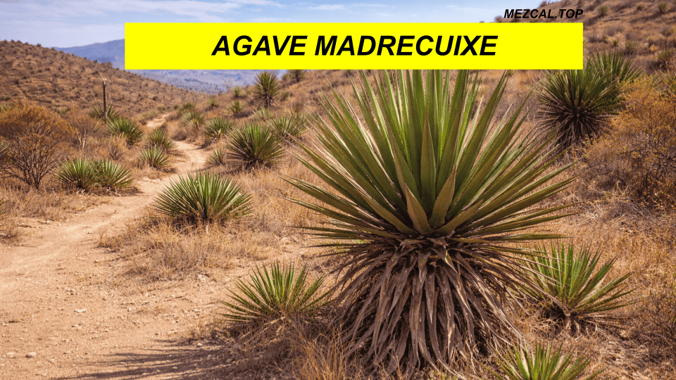 AGAVE MADRECUIXE