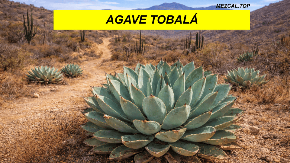 AGAVE TOBALÁ