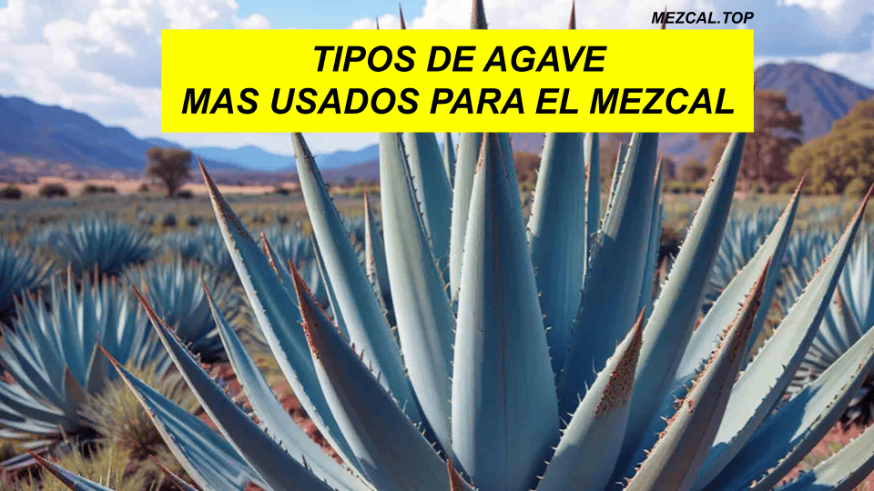 AGAVES DEL MEZCAL