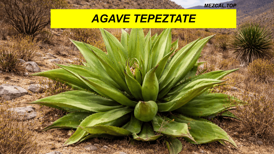 Agave Tepeztate