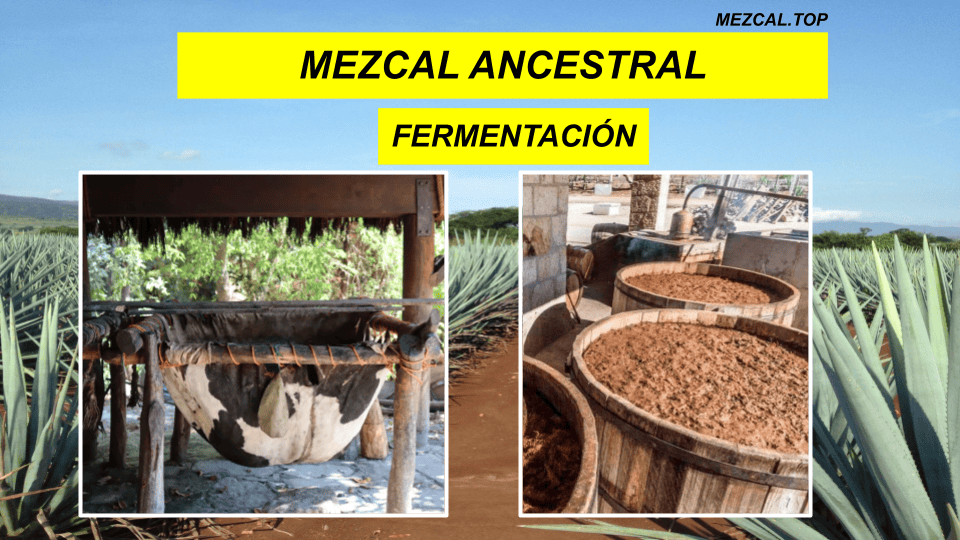 MEZCAL ANCESTRAL FERMENTACION