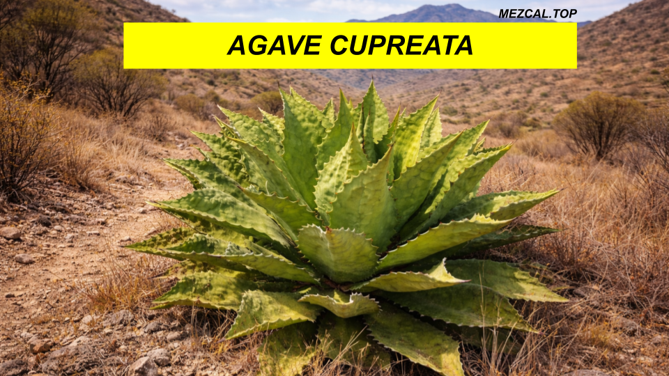 AGAVE CUPREATA