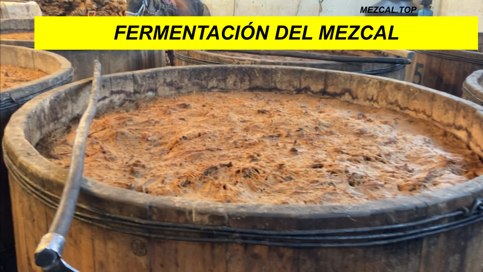 FERMENTACION DEL MEZCAL