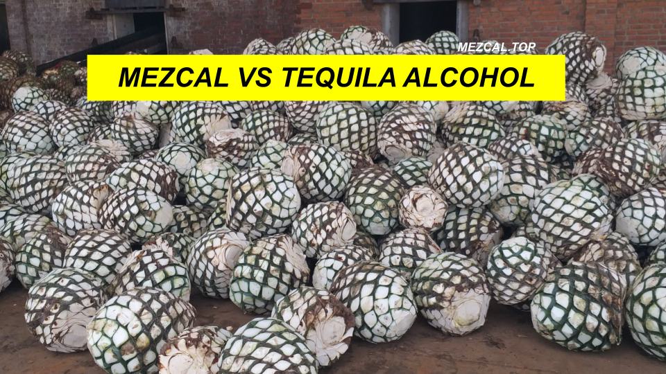 MEZCAL VS TEQUILA ALCOHOL