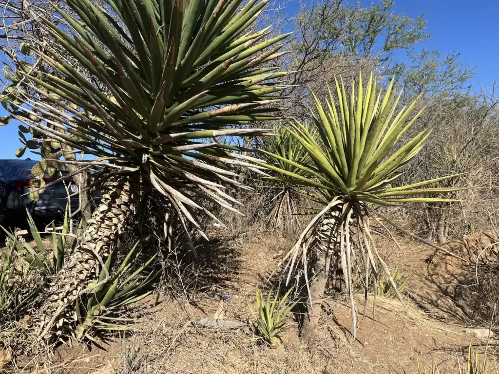 Fotografía original de un Agave Cirial (Agave Karwinskii) silvestre en la Sierra Sur de Oaxaca, mostrando su crecimiento vertical único en forma de árbol con tronco leñoso y pencas en la corona.