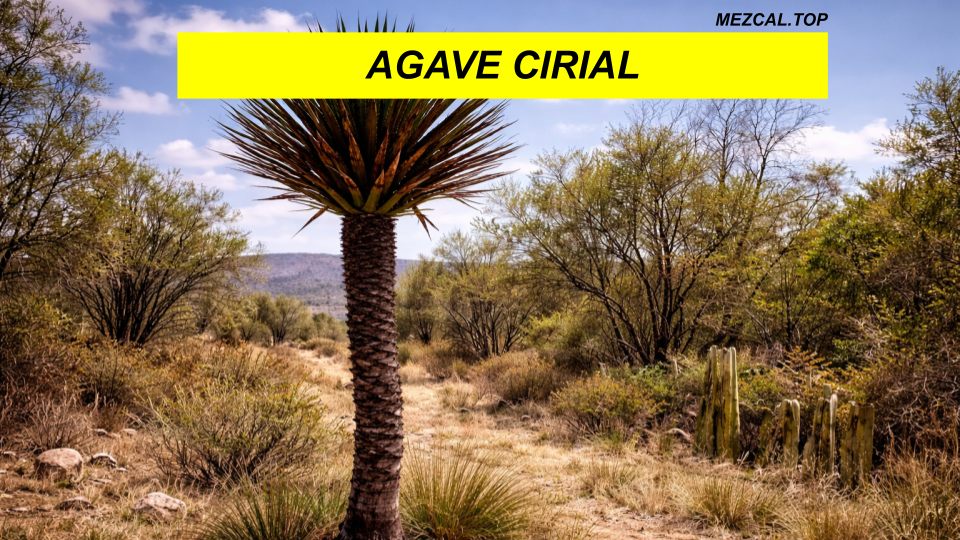 agave cirial