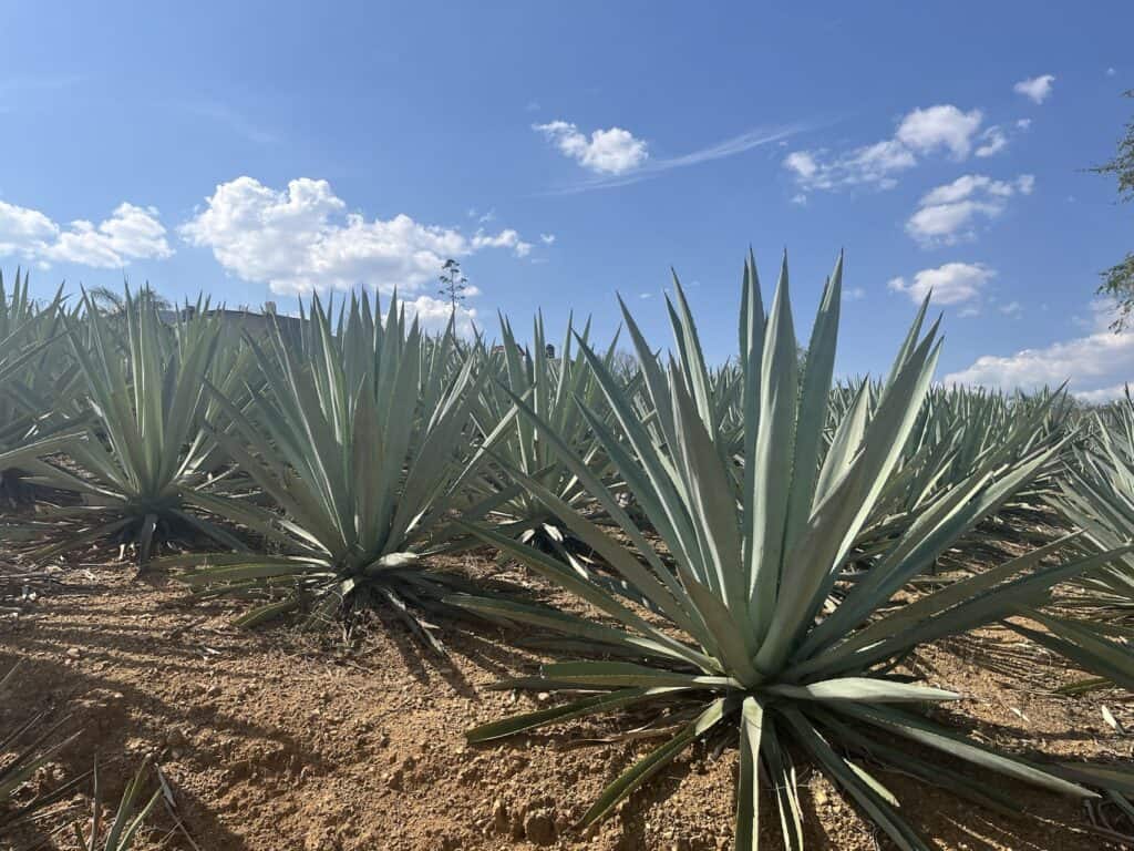 Planta de agave espadín madura en un campo de cultivo en Oaxaca, México, base del mezcal artesanal.