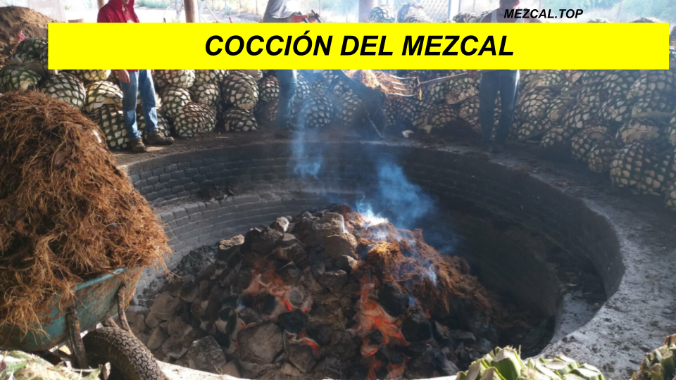 coccion del agave