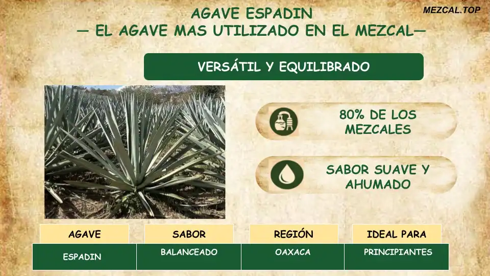 Infografía sobre Agave Espadín en Oaxaca: el maguey más utilizado (80%) para el mezcal artesanal, con perfil de sabor suave y ahumado.