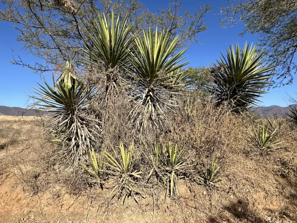 Un ejemplar de maguey Cirial creciendo en su hábitat natural en suelo pedregoso y árido en Oaxaca. Esta planta tardó más de 12 años en madurar antes de ser cosechada para mezcal artesanal.