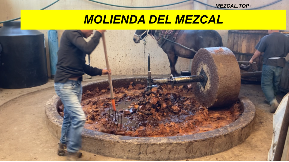 molienda del MEZCAL