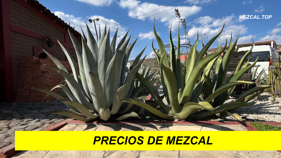 Precios de mezcal