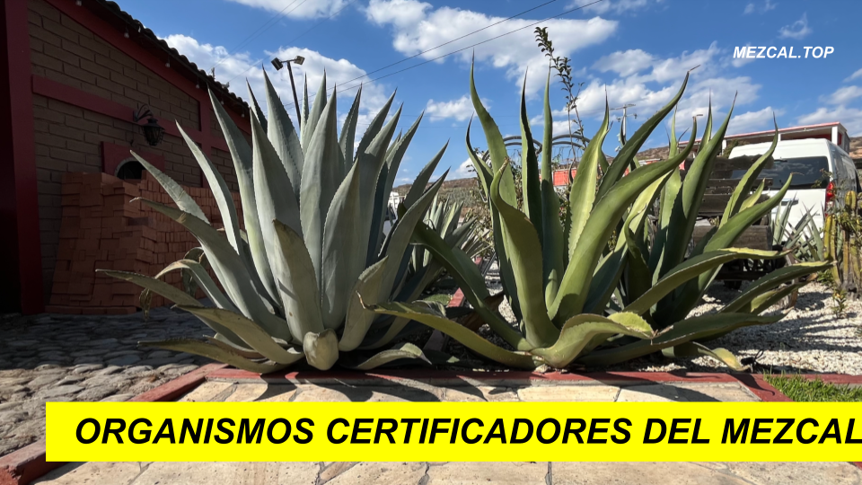 organismos certificadores del mezcal