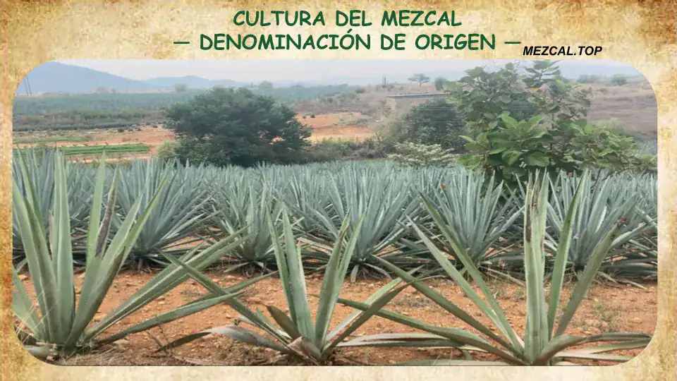 Cultura del Mezcal