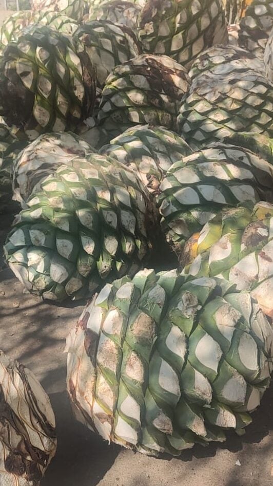 Detalle de una piña de agave espadín sazón tras la jima en un palenque tradicional de Oaxaca.