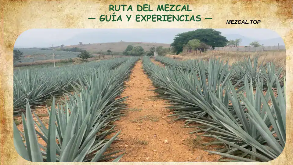 Letrero rústico de la Ruta del Mezcal indicando el camino hacia los palenques tradicionales en los valles de Oaxaca